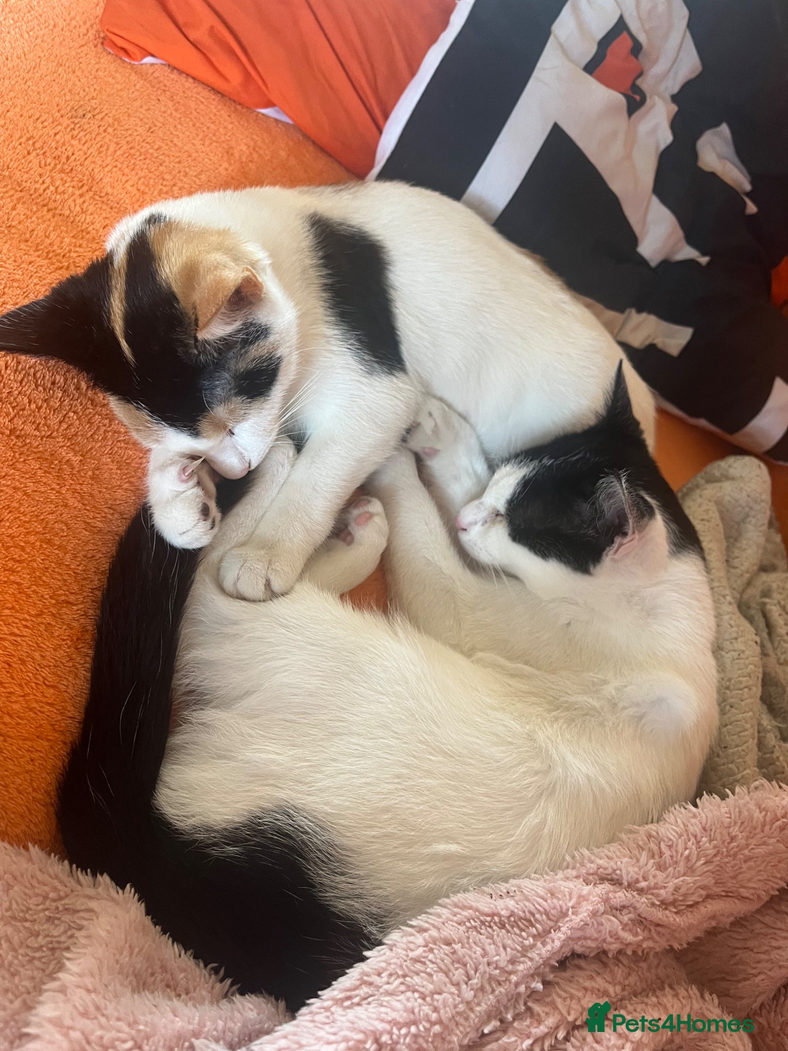 Mixed Breed cats Kitten  - Advert 3