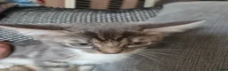 Mixed Breed cats for sale: Kittens for sale  in Dalkeith - Advert 2
