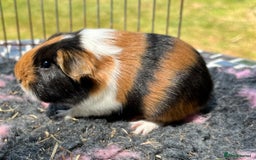 Guinea Pig rodents for sale: Texel, Sheltie, Merino guinea pigs.  - Image 1