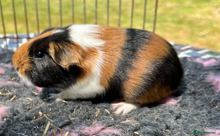 Guinea Pig rodents - Advert 9