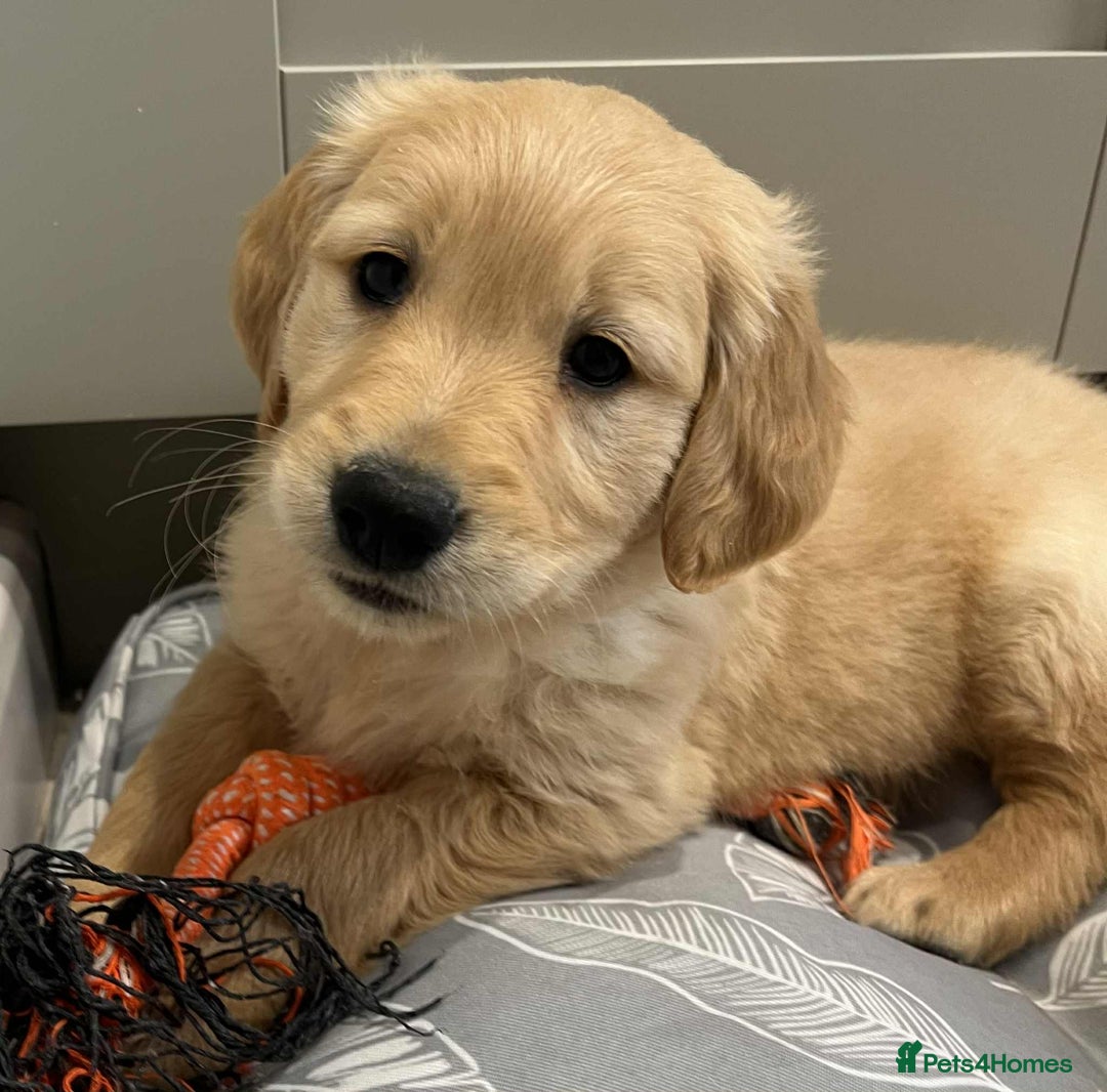 Golden Retriever dogs for sale: Beautiful Chunky KC Golden Retriever Puppies - Image 8