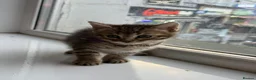 Bengal cats for sale: Mixed Bengal Breed  - Advert 11