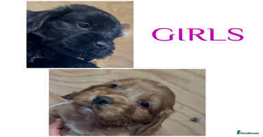 Cockapoo dogs - Advert 3