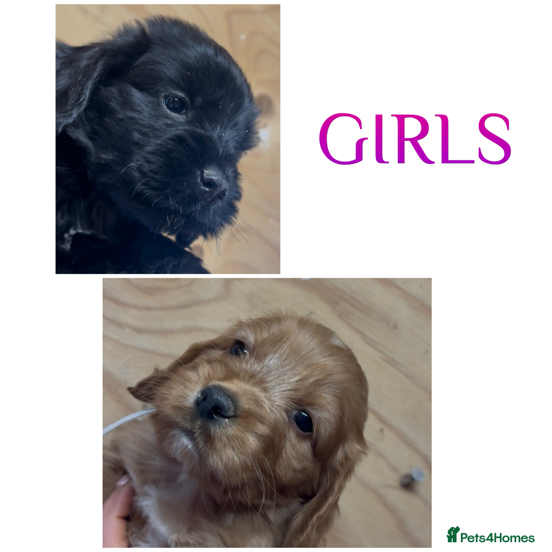 Cockapoo dogs for sale: Cockapoo puppies - Image 2