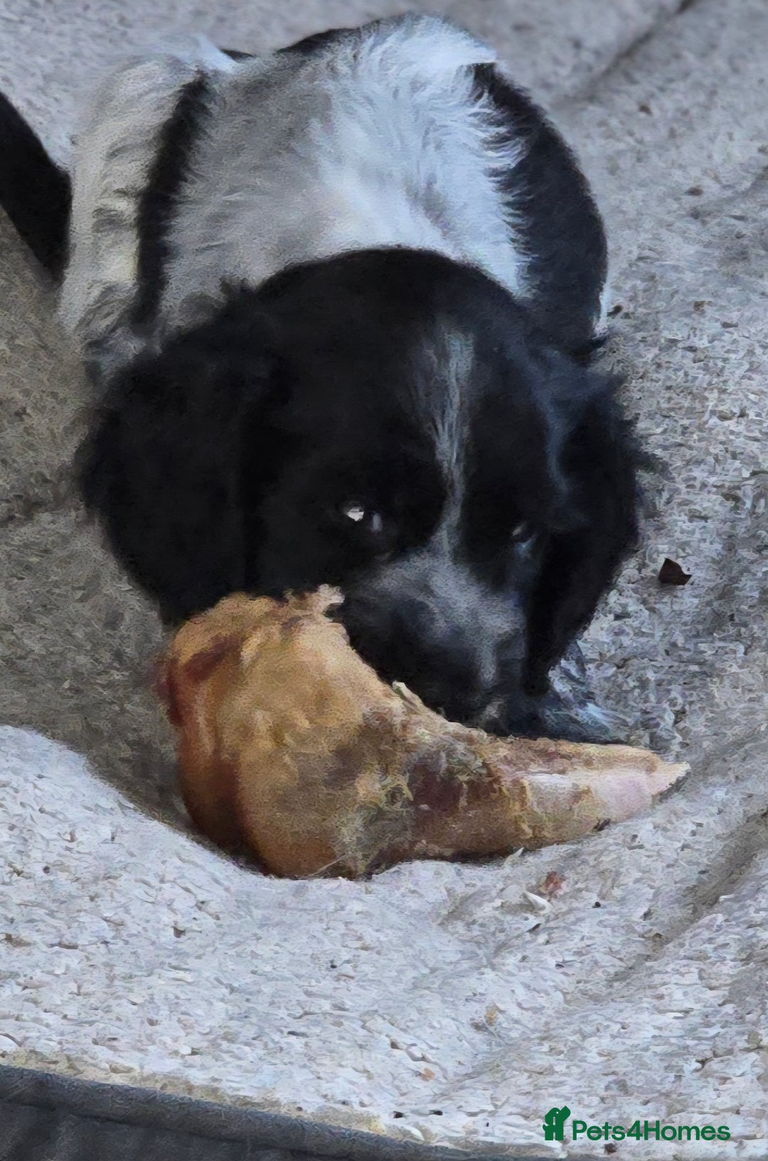 Cocker Spaniel dogs for sale: Cocker Spaniel Puppies - Image 10