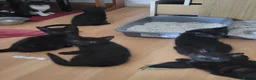 Domestic Shorthair cats for sale: Ready to Fly the Nest  - Advert 13