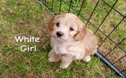 Cockapoo dogs for sale: ⭐️VERY RARE TOY Cockapoo Puppies⭐️🐶 - Image 29