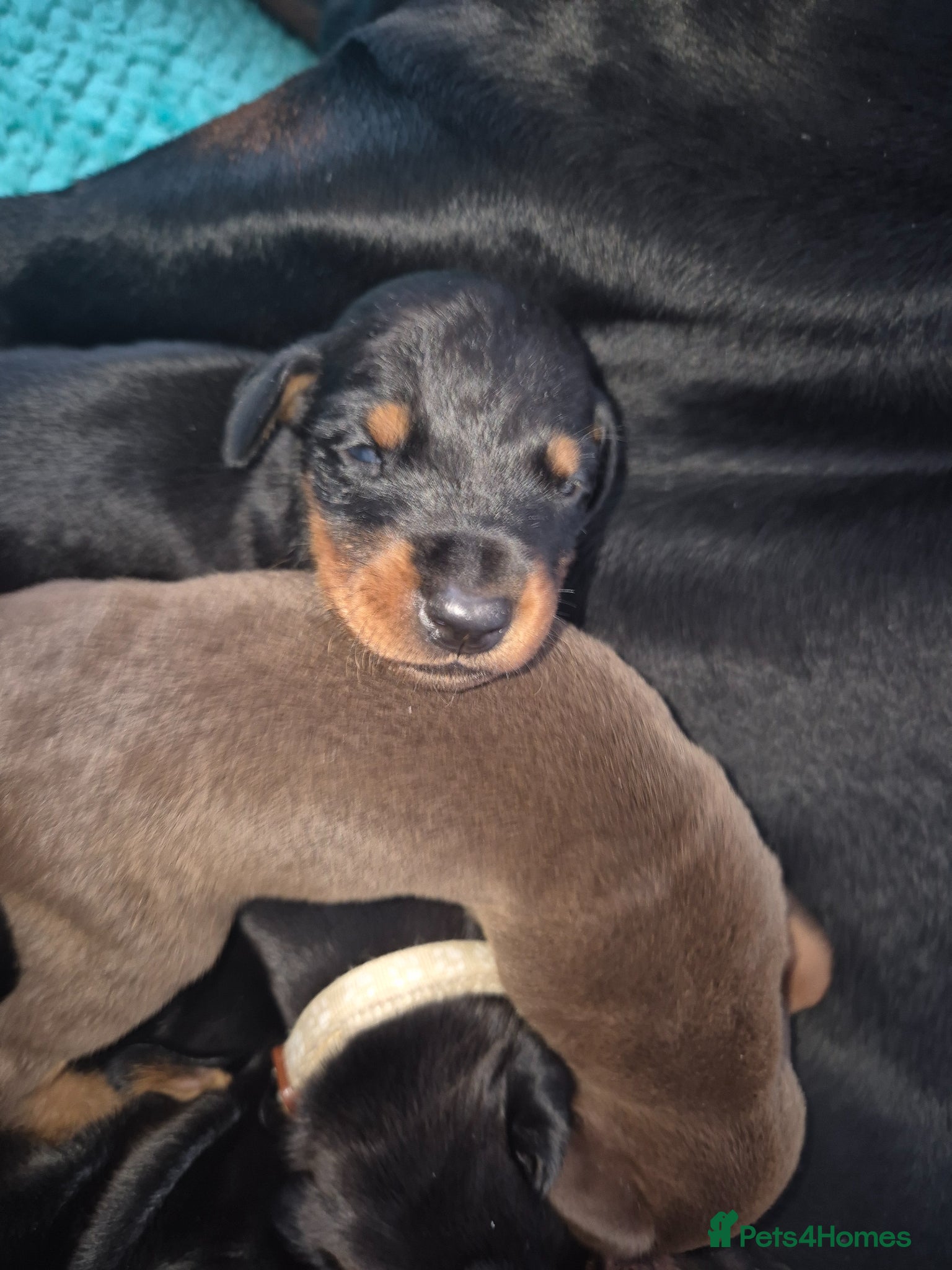 Dobermann dogs ⭐️⭐️⭐️⭐️⭐️ KC Reg European Dobermann puppies - Advert 7