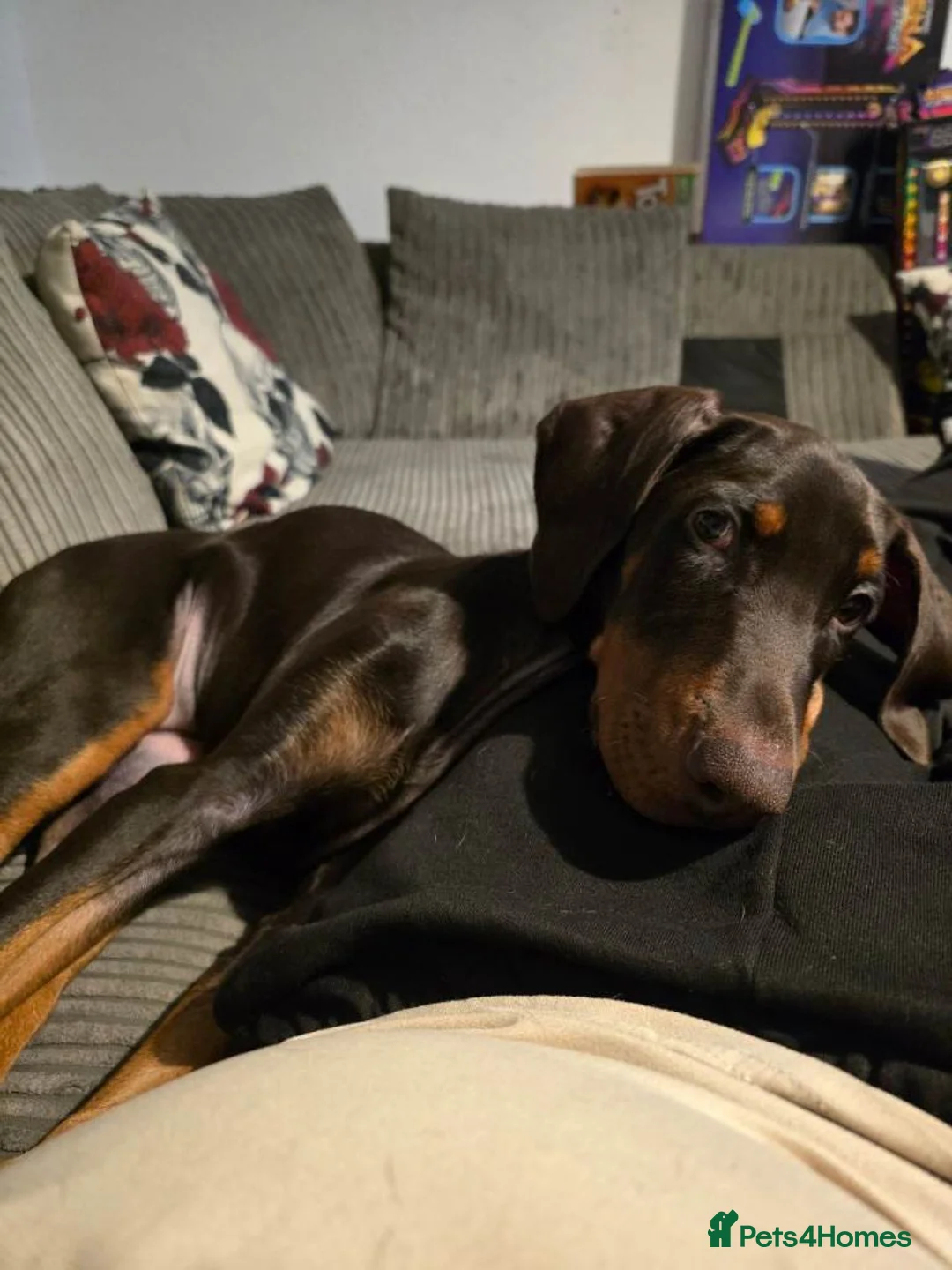 Dobermann dogs for sale: 5 Month Old Dobermann - Advert 4