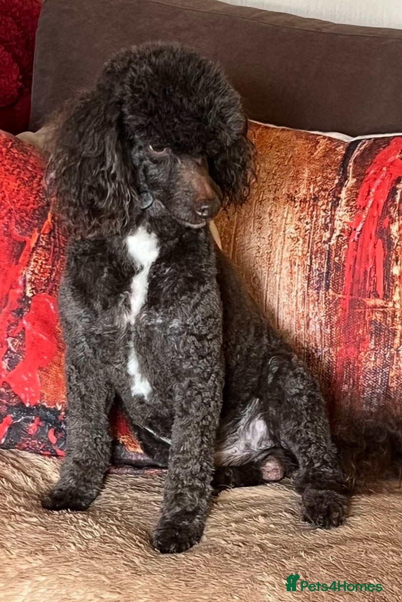 Miniature Poodle dogs Miniture Poodle for stud - SHORT NOTICE AVAILABLE in Coalville - Advert 1