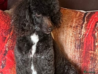 Miniature Poodle dogs Miniture Poodle for stud - SHORT NOTICE AVAILABLE in Coalville - Advert 13