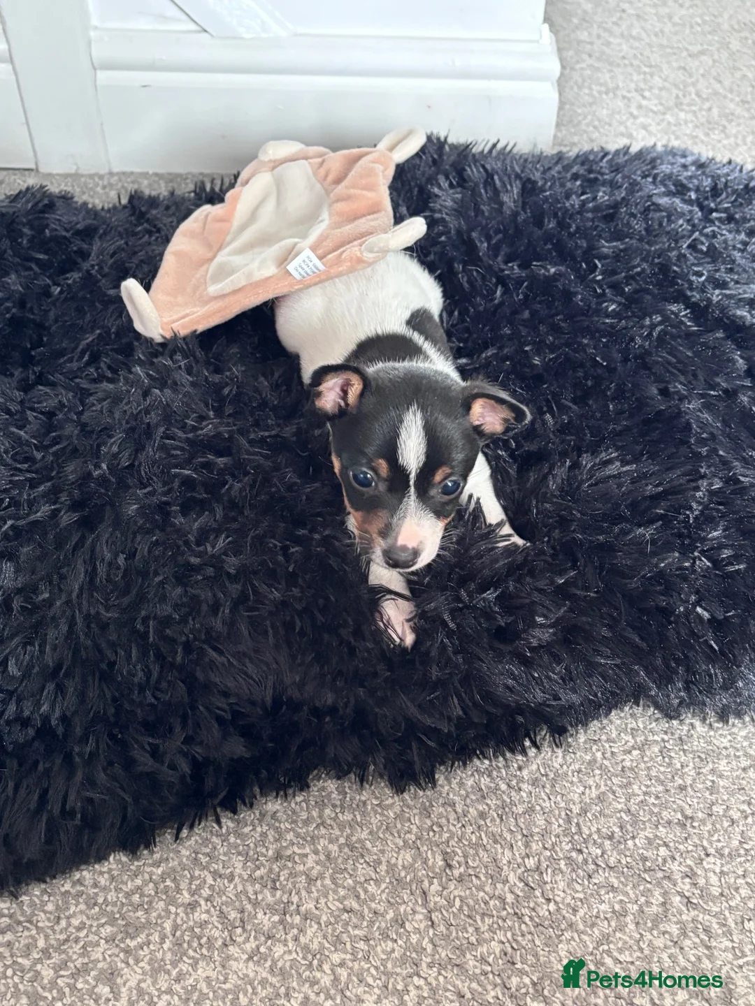 Jack Russell dogs for sale: Lovely Jack Russel puppy in Rugby - Advert 1