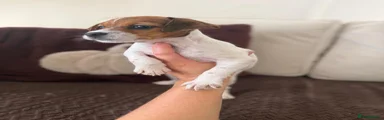 Jack Russell 2