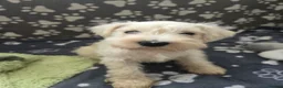 Miniature Schnauzer dogs for sale: Miniature schnauzer puppies  in Dover - Advert 29