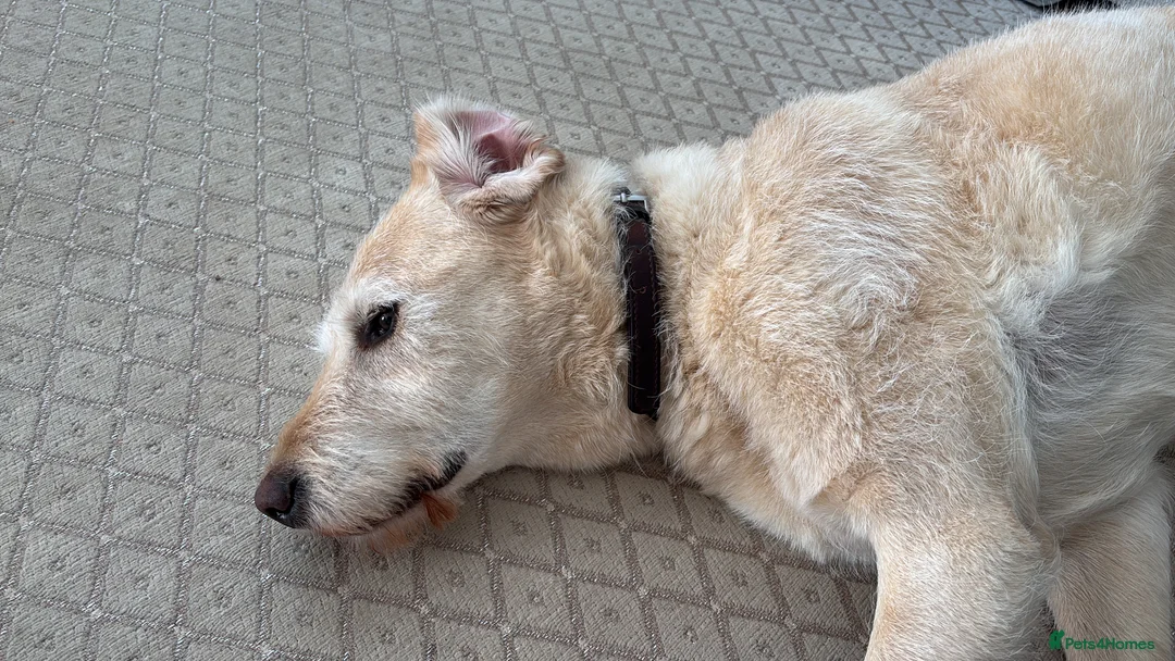 Labrador Retriever dogs for sale: Harry the Labrador - Advert 9