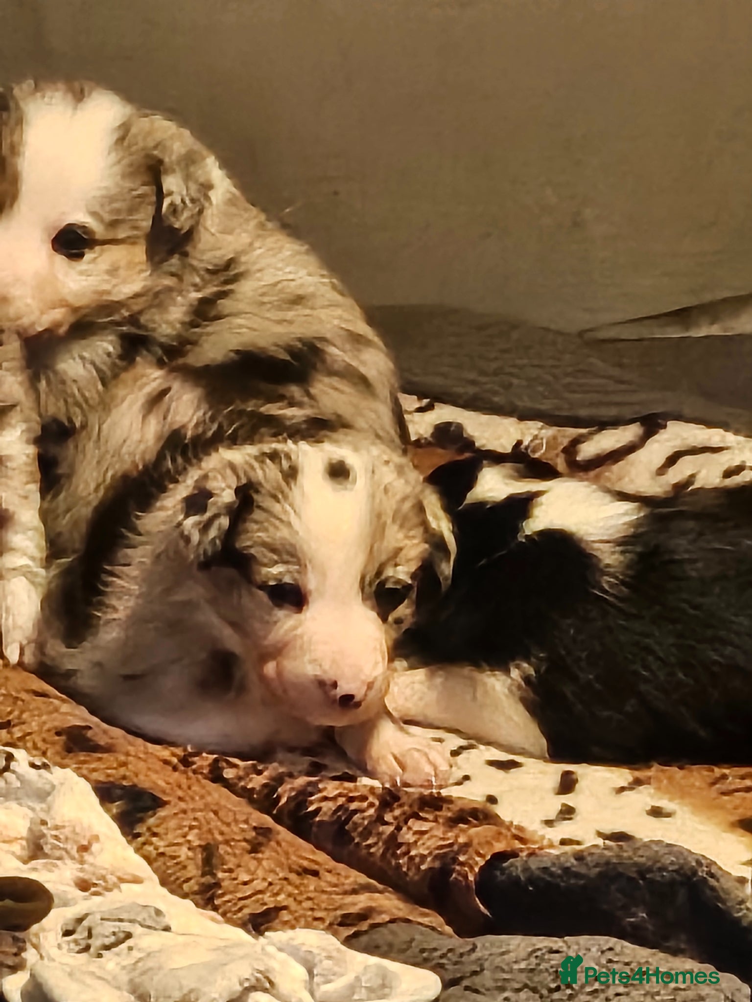 Border Collie dogs 🐾 Adorable Blue Merle Border Collie Puppies 🐾 - Advert 2