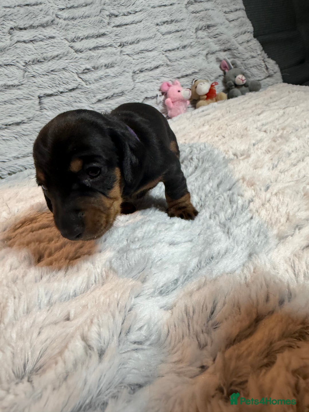 Dachshund dogs for sale: 6 Absolutely stunning dachshund  puppies for sale - Advert 3