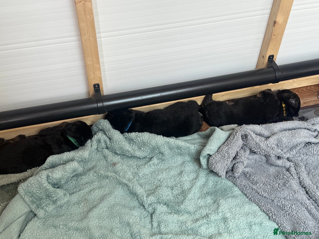 German Shepherd dogs for sale: Only 1 boy left Kc German Shepherd Puppies in Canvey Island - Image 10