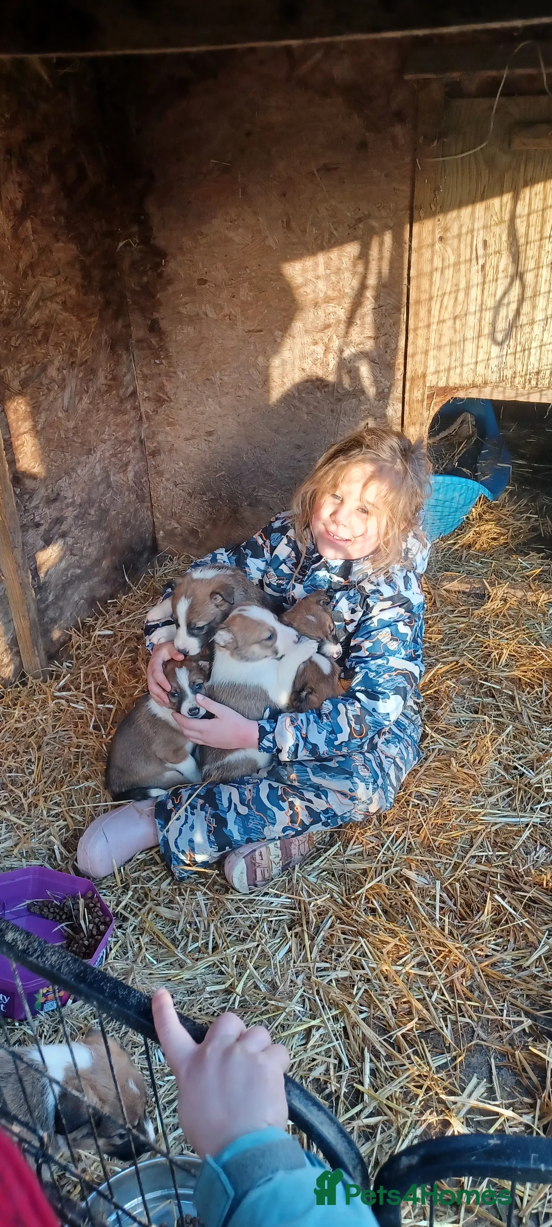 Border Collie dogs for sale: Collie puppies for sale ONLY BOYS AVAILABLE - Advert 11