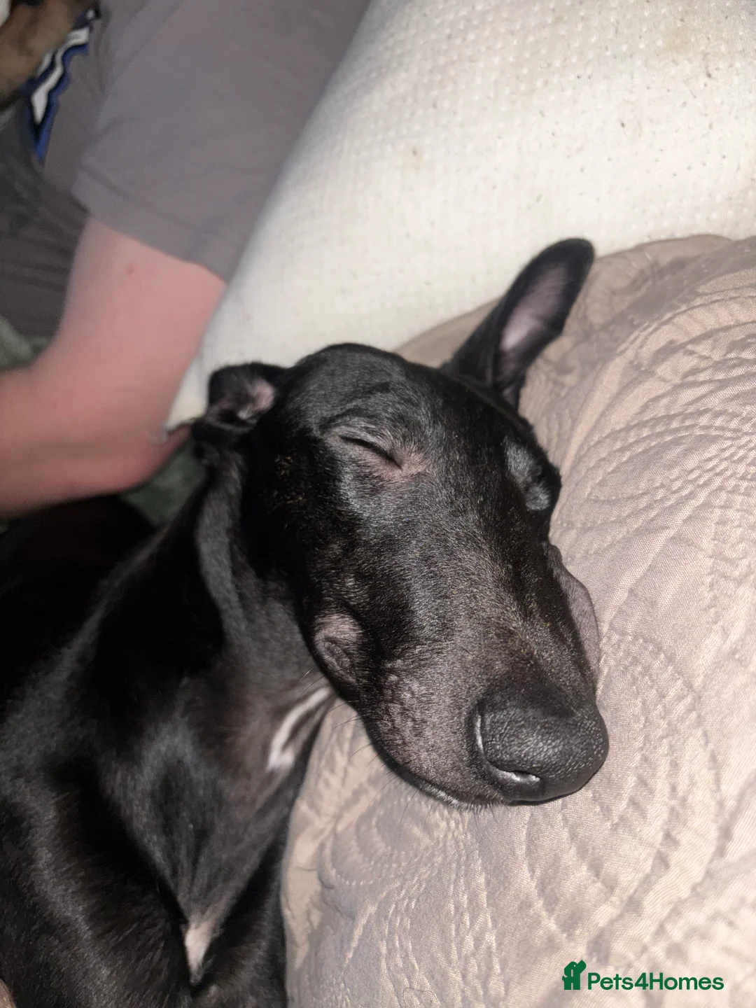 Whippet dogs for sale: KC registered whippet puppy  - Advert 4