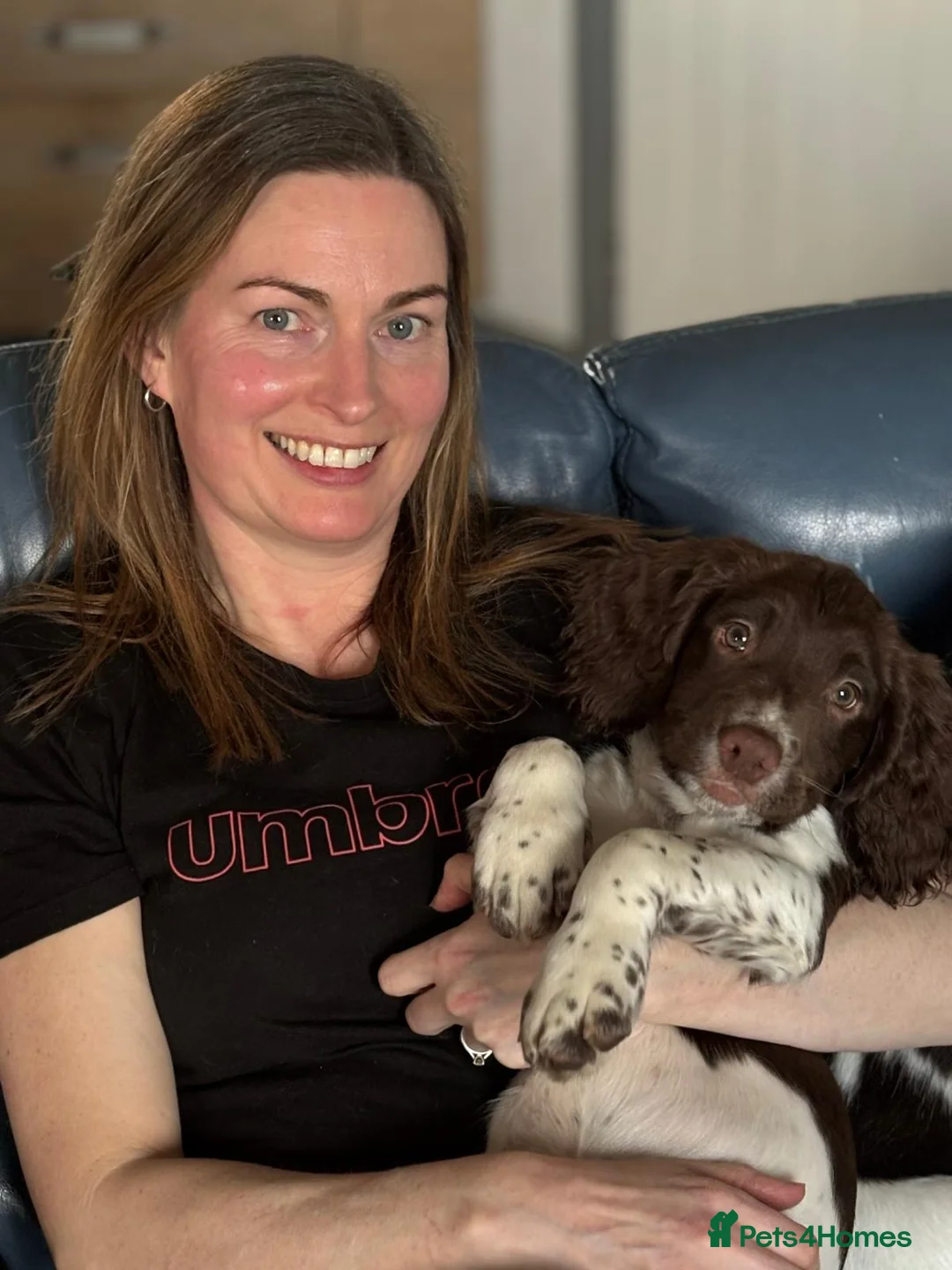 English Springer Spaniel dogs for sale: Northern Irish BEAUTIFUL SPRINGER SPANIEL PUP - Advert 2