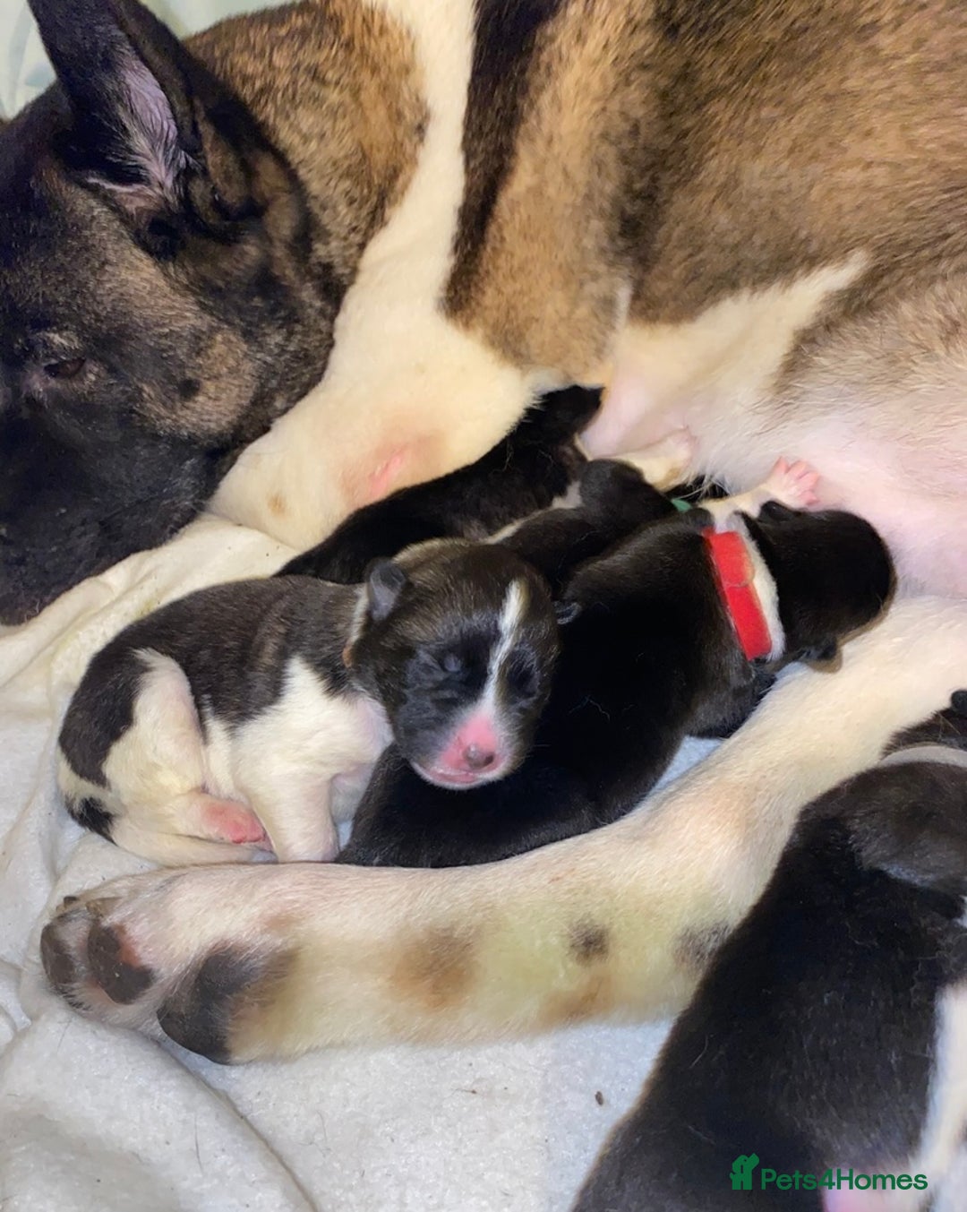 Akita dogs for sale: Beautiful American Akita Puppies  - Advert 10