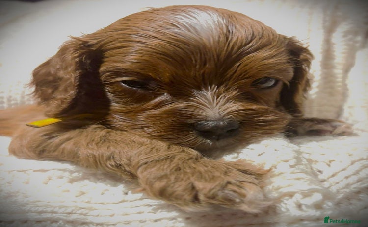 Cavapoo dogs - Advert 10
