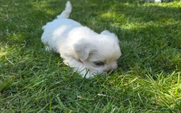 Maltese dogs for sale: 💙 Adorable Maltese Puppies for Sale - Image 12