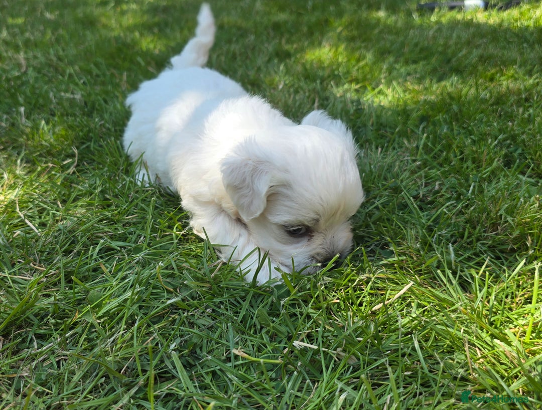 Maltese dogs for sale: 💙 Adorable Maltese Puppies for Sale - Image 12