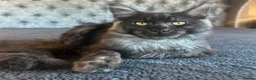 Ragcoon cats for sale: 8 RAGDOL X MAINCOON KITTENS🐱 - Advert 11
