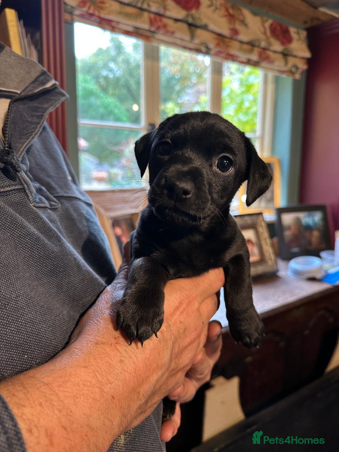 Patterjack dogs for sale: Patterjack and Much wenlock puppies - Image 6