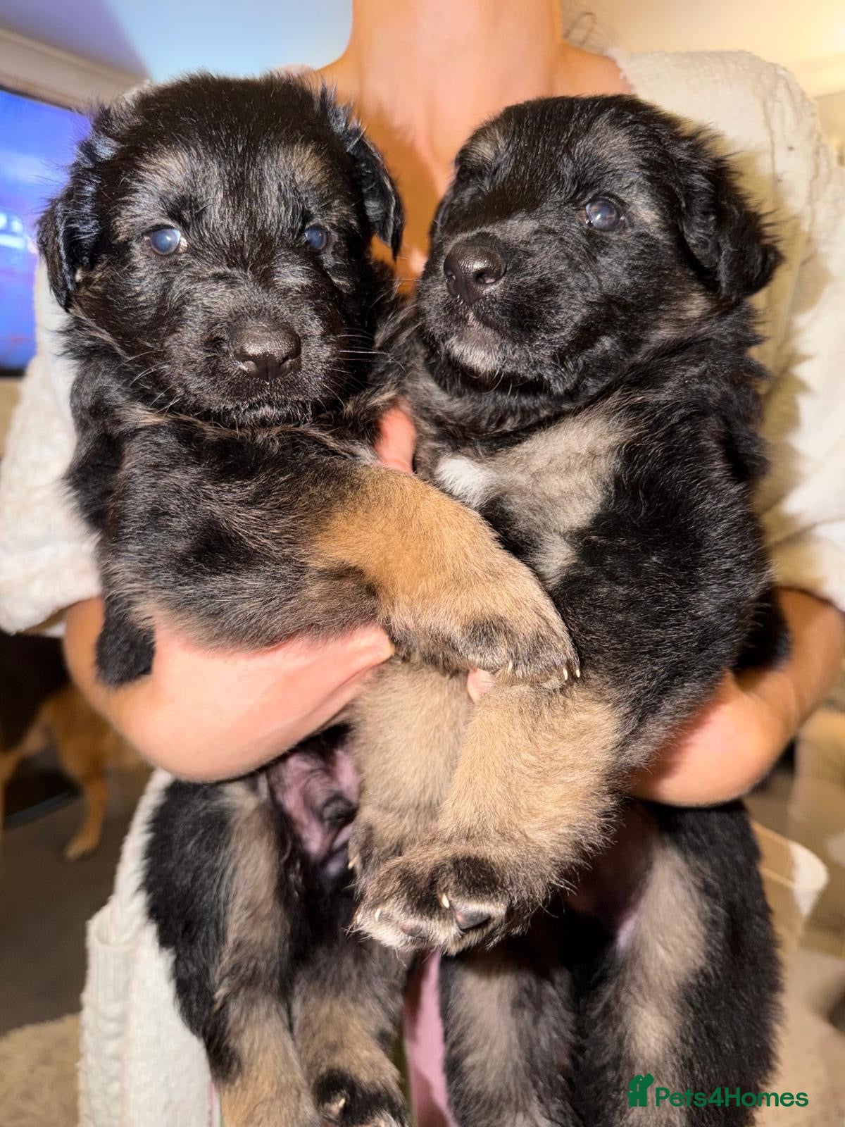 German Shepherd dogs Short haired German shepherd puppies  - Advert 2