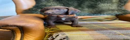 German Shorthaired Pointer dogs for sale: Stunning pups - Advert 5
