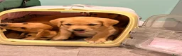 Labrador Retriever dogs for sale: Quality Labrador puppies  - Advert 9