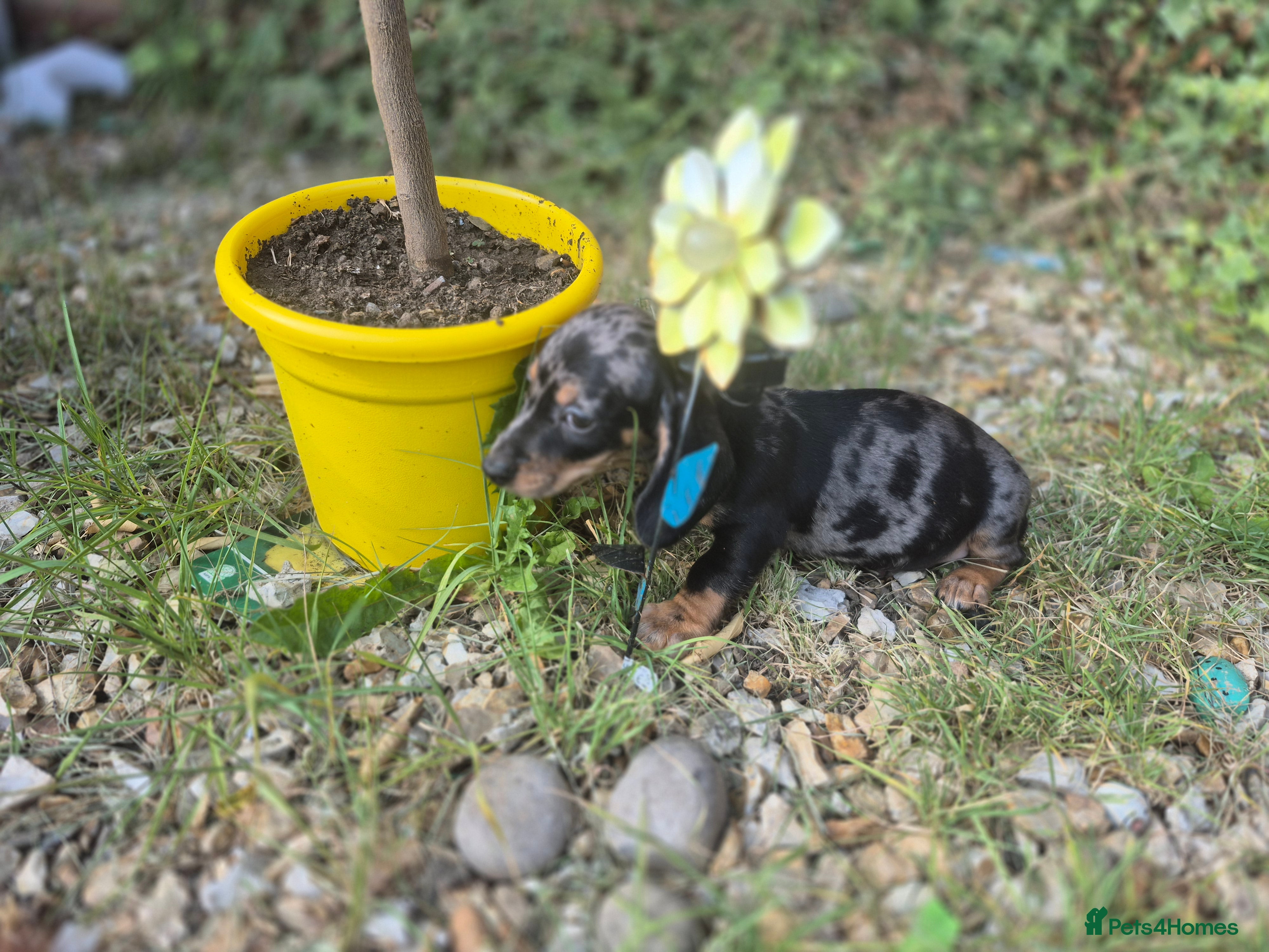 Dachshund dogs Outstanding Quality dauchaund Puppies-Loving Famiy - Advert 2