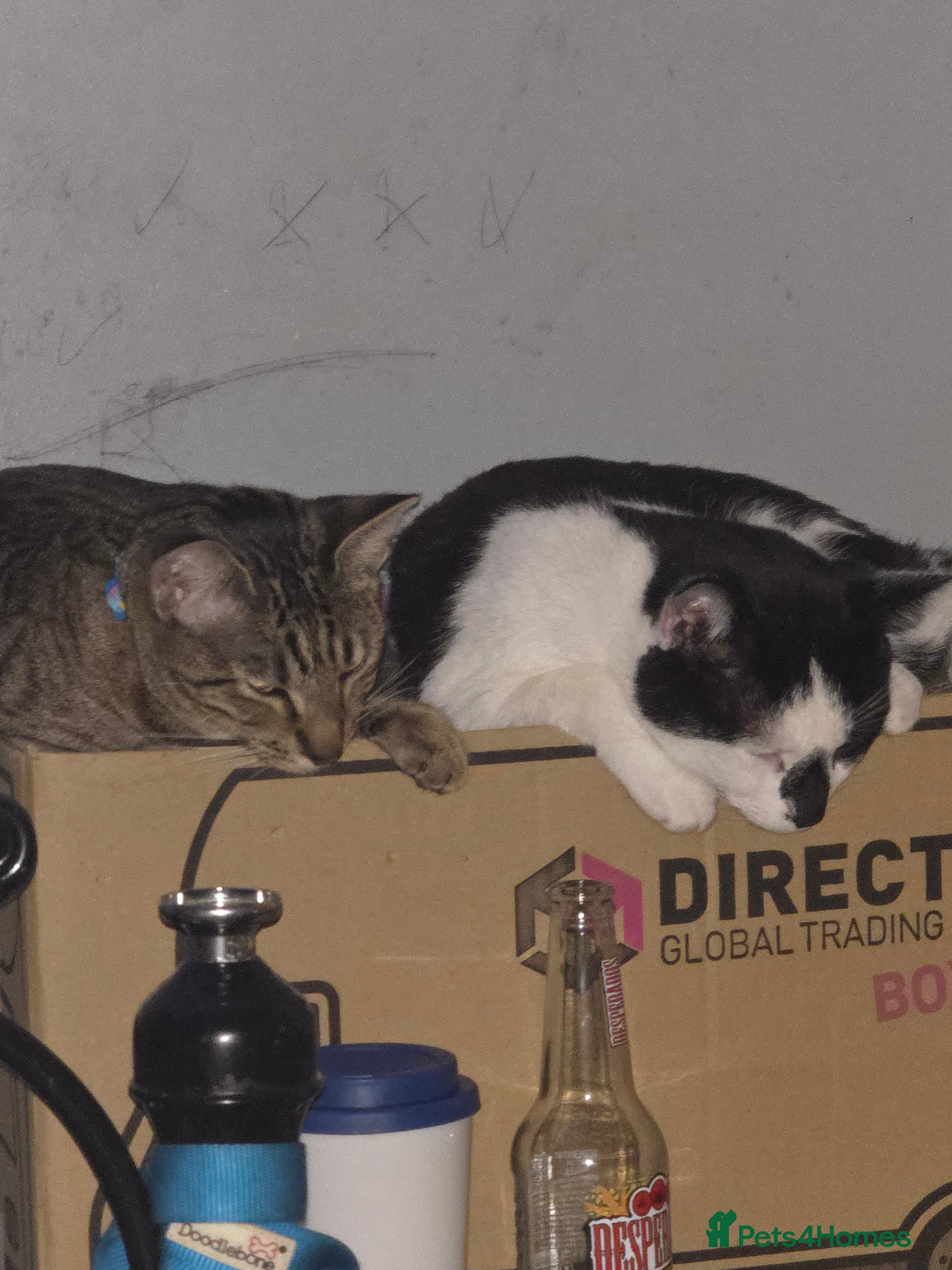 Savannah cats Savanah X short hair British house cat - Advert 6