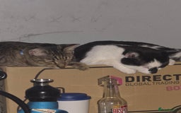 Savannah cats for sale: Savanah X short hair British house cat - Image 3