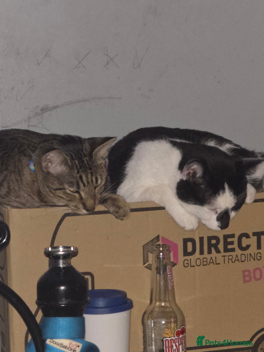 Savannah cats for sale: Savanah X short hair British house cat - Image 3