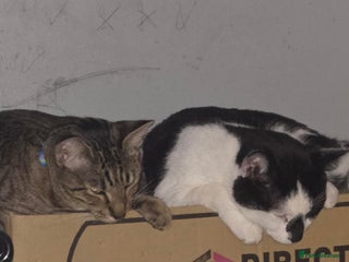 Savannah cats Savanah X short hair British house cat - Advert 6