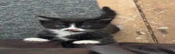 Mixed Breed cats for sale: Black with white markings  - Advert 2