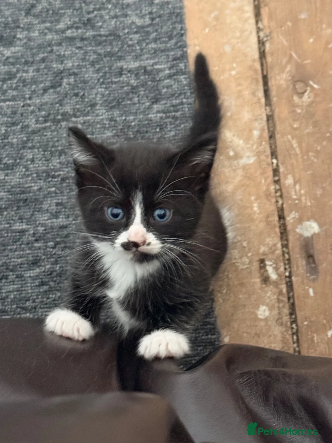 Mixed Breed cats for sale: Black with white markings  - Advert 2