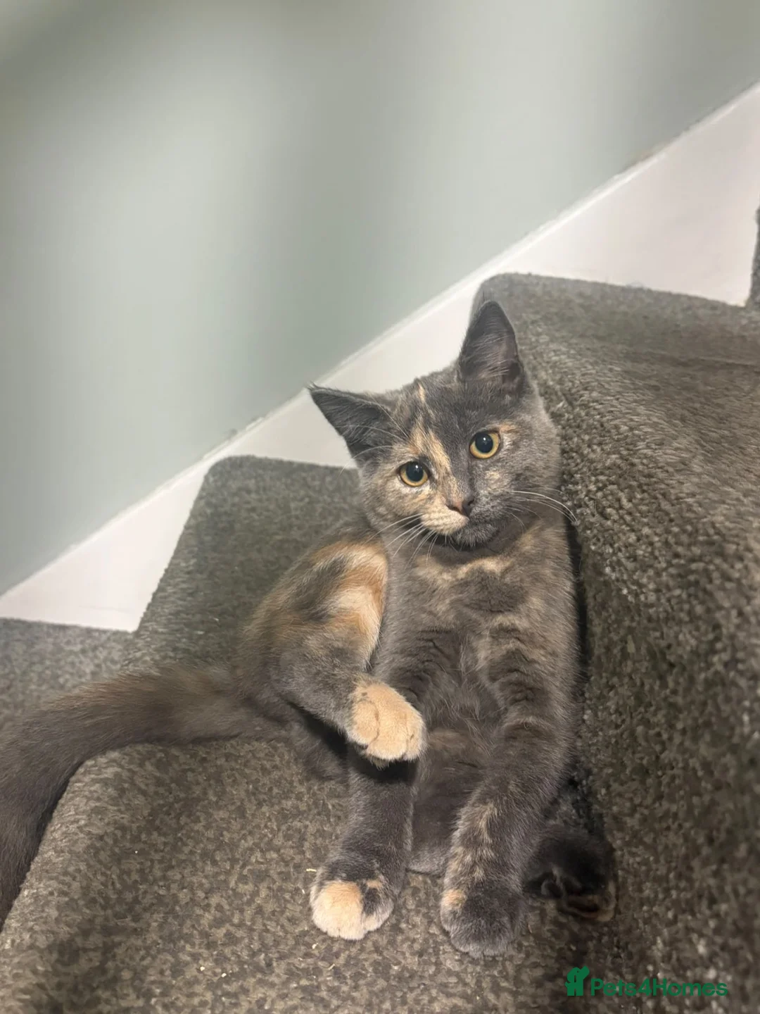 Mixed Breed cats for sale: Gorgeous babies looking for their forever home - Advert 5