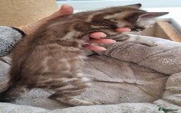 Bengal cats for sale: TICA Registered Bengal Kittens–Ready Nov 2025 🐾 - Image 32