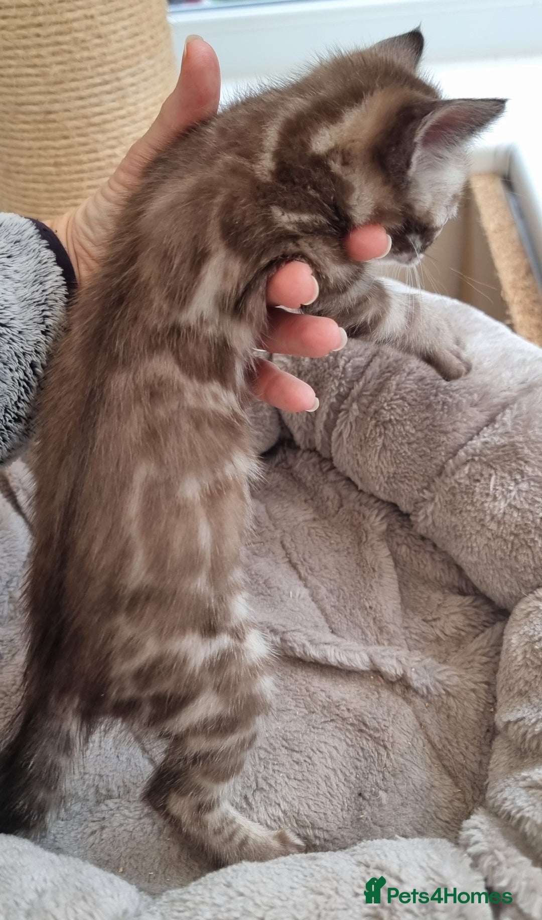Bengal cats for sale: TICA Registered Bengal Kittens–Ready Nov 2025 🐾 - Image 32