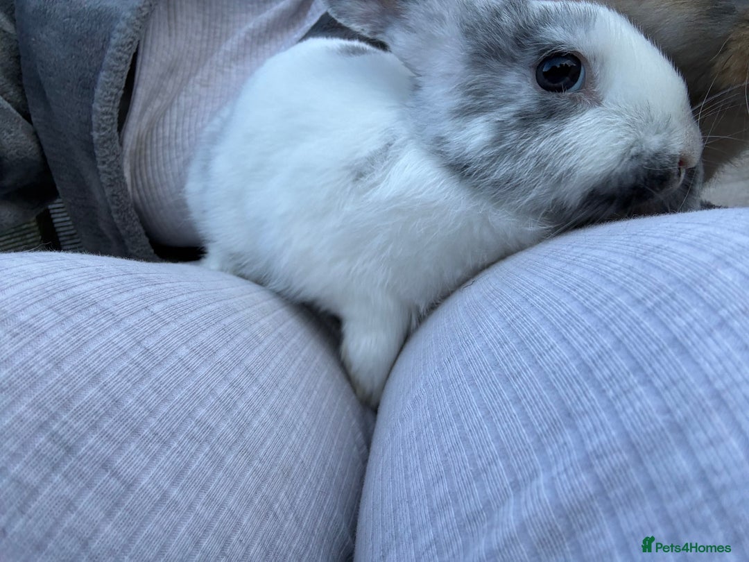 Mini Lop rabbits for sale: Mini Lop mixed - Image 5