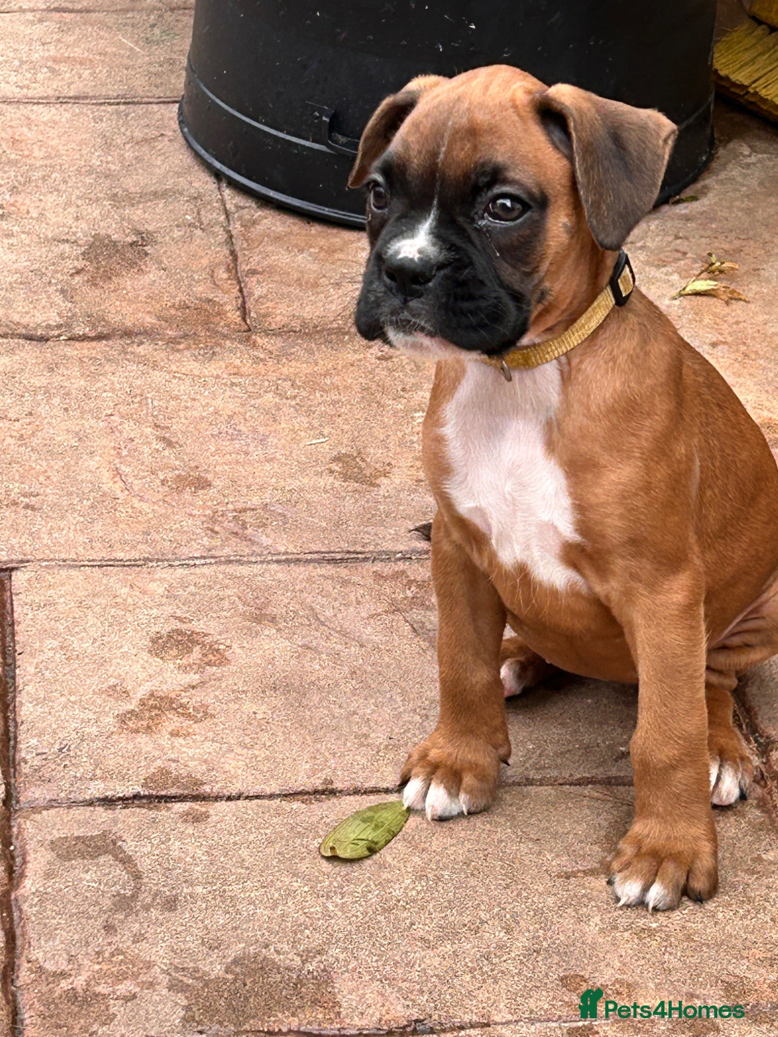 Boxer dogs READY NOW- Stunning boxer puppies - Advert 1