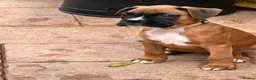 Boxer dogs for sale: READY NOW- Stunning boxer puppies - Advert 1