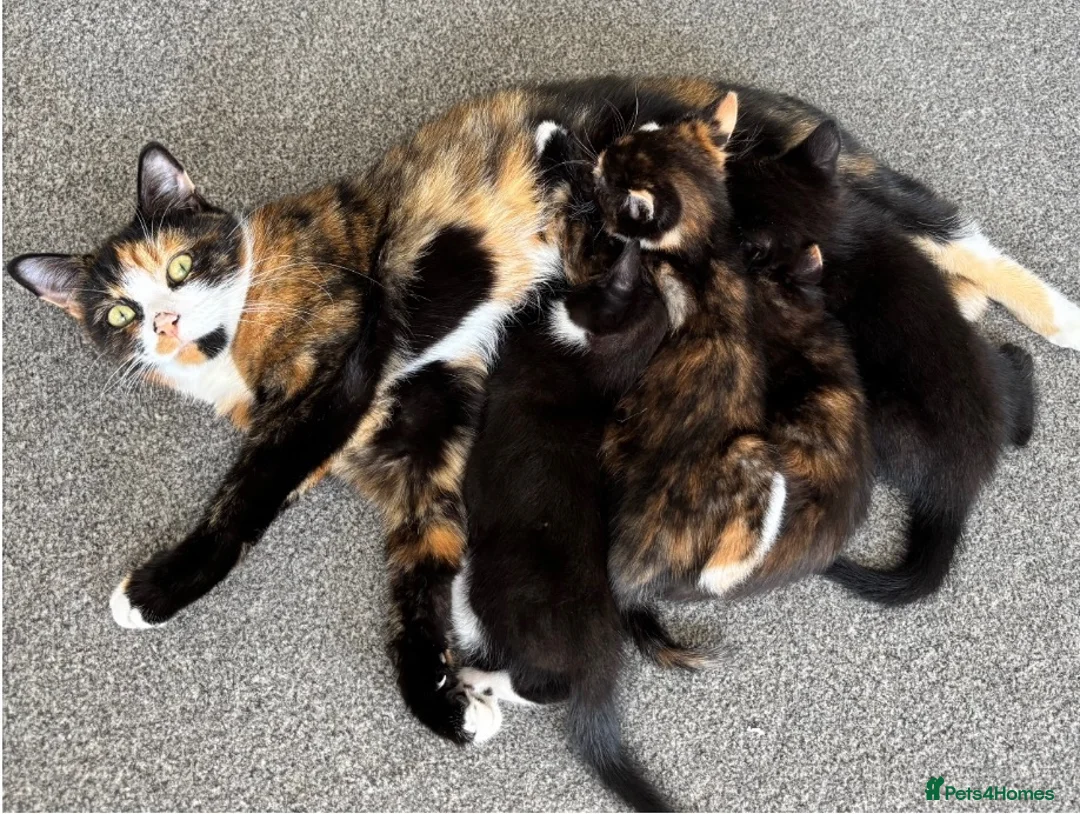 Domestic Shorthair cats for sale: Beautiful Male Kitten - Advert 2