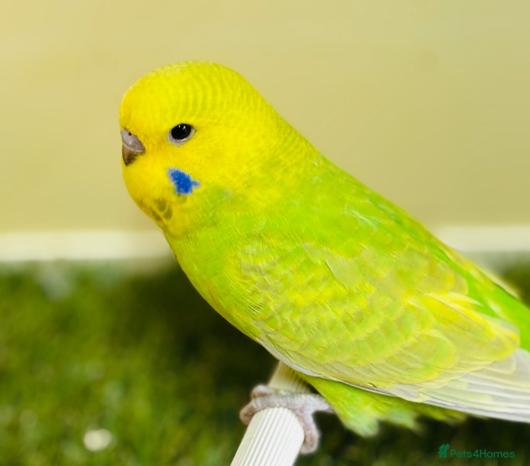 Budgerigars birds for sale: Beautiful baby budgies for sale  - Image 2