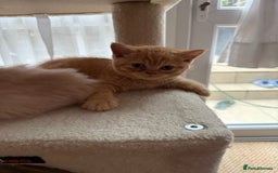 British Shorthair cats for sale: TICA REG BRITISH SHORTHAIR & LONGHAIR KITTENS - Image 9